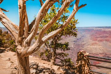 A tree grows on a cliff in front of a view of the Grand Canyon, USA