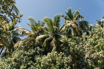 Palmen