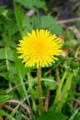 Yellow Dandelion In Green Grass. Big Yellow Dandelions In The Tall Grass