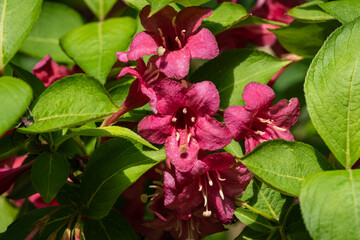 Large flowering bush of Weigela Bristol Ruby Branches with bright pink flowers against blurred background of greenery of garden. Selective flus. Ornamental garden. There is room for text.