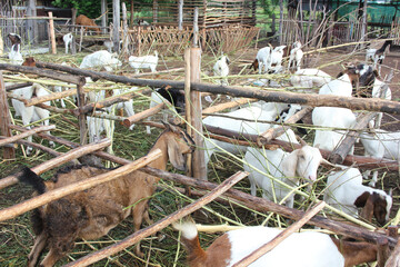 A herd of goats feeding on the farm