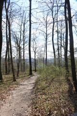 Obraz premium Waldweg