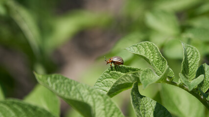 A colorado potato beetle (Leptinotarsa decemlineata) with a bright orange body and brown stripes sitting on a potato leaf  is one of the most destructive pest of potato crops