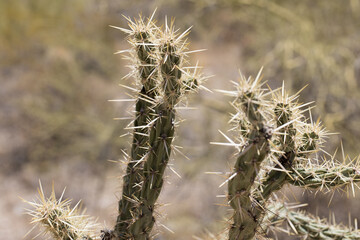 up close with cactus and desert growth. The needles of various cacti glow as the hot desert sun reaches them. Desert growth is unique and usually sharp. Look but don't touch!