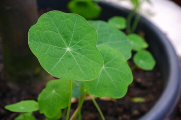 The garden contains green petals of Nasturtium, flowers.
