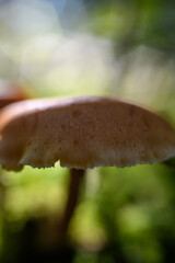 mushrooms in the forest
