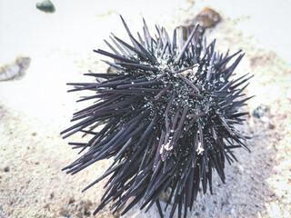 Spiky sea hedgehog on the sand. Sea urchin shell with long black spikes. Closeup of an underwater...
