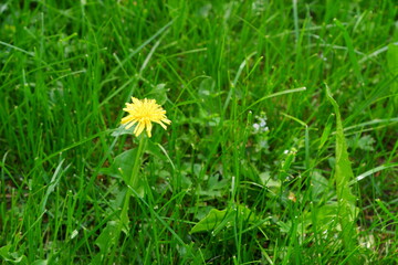 Dandelion on a blurred background. Yellow.