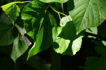 Twig with green leaves on a blurred background.