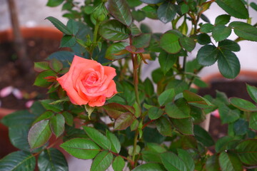 Pink rose on a blurred background. Beautiful flower.