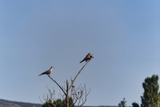 two birds kissing and a bird of prey on a tree branch
