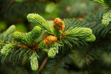 Fototapeta premium fresh needles on a green branch of a spruce tree on a sunny day
