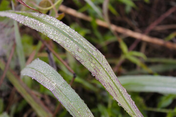 dew on a grass