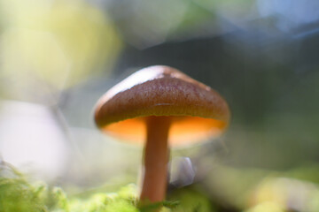 mushrooms in the forest