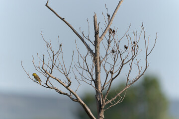 bird on a tree branch