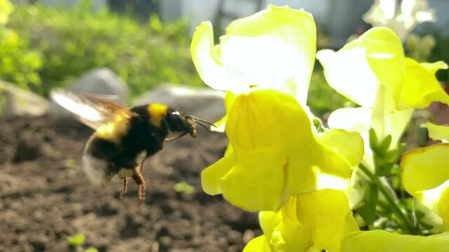 A bumblebee flies to a flower in search of nectar. Summer concept, insects.