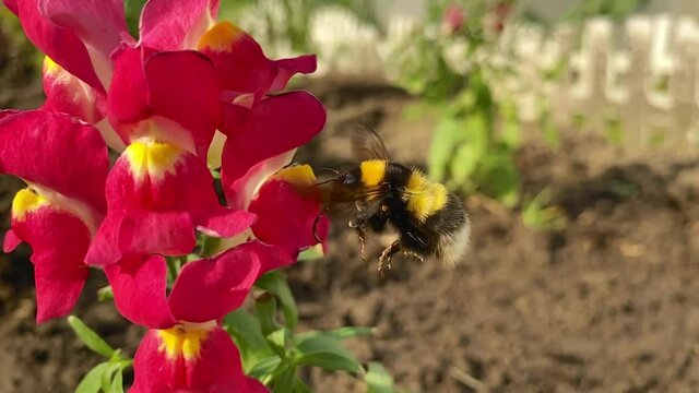 A bumblebee flies to a flower in search of nectar. Summer concept, insects.