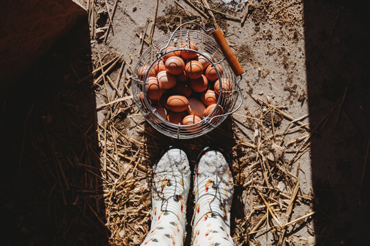 Collecting chicken eggs