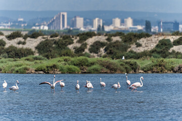 Flamingos on water with cityscape