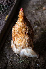 Chickens on the farm. Toned, style, color photo.