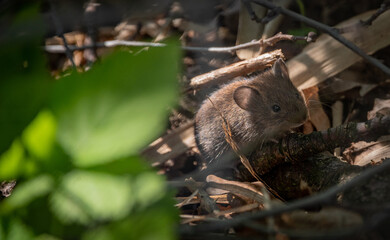 Kleine Maus im Unterholz