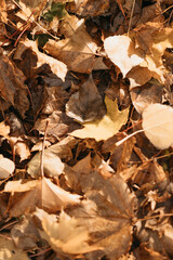 Autumn Leaves on the ground 