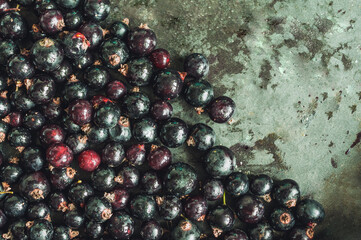 Fresh currant on the background