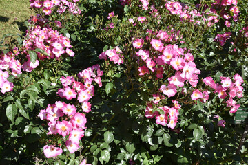 Obraz premium Rosier rose au jardin au printemps