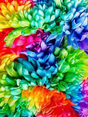 Solid vertical background of colored chrysanthemums, close-up, top view. Chrysanthemum is painted in rainbow colors. Colored abstract background.