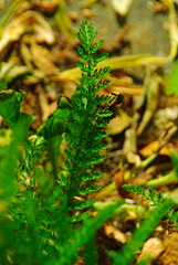 Liść krwawnika pospolitego (Achillea millefolium L.). Zielony, pierzasty listek. - obrazy, fototapety, plakaty