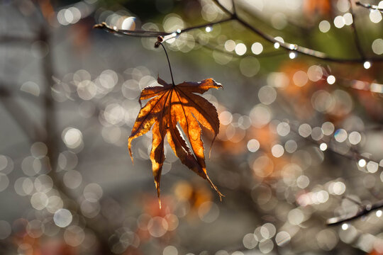 Wet Leaf and Water Drops