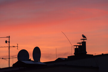 Fototapeta na wymiar Colorful red and orange sunset over the city. Silhouettes of TV antennas and ventilation chimneys on the roofs and gull perched on the chimney