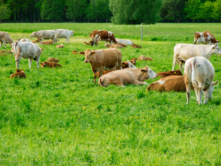 Cows with their calves in a pasture eng