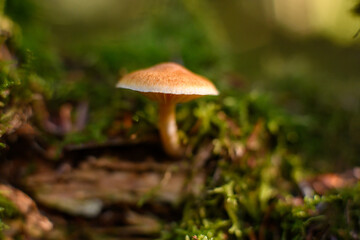 mushroom in the grass