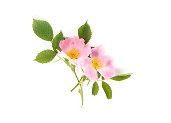 Blossom of wild rose isolated on white