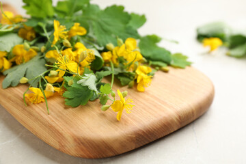 Celandine with beautiful yellow flowers on grey table, closeup