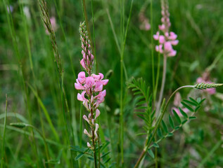 The sainfoin is a plant belonging to the leguminosae family. Italy