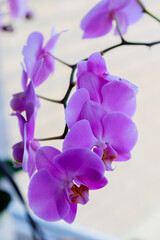 Houseplant purple orchid flower on the background of the window.