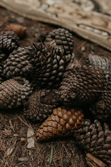 Pine cones in a forest