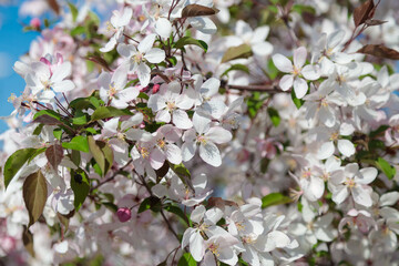 Blooming wild apple tree with pink and white flowers.
