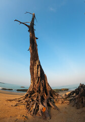 moring sunlight shines on death tree on sandy beach with beautiful sea and blue sky background.