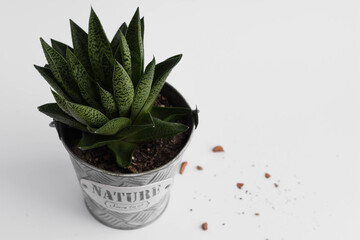 Home green aloe plant in flowerpot