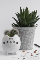 mini cactus in cute cat flowerpot