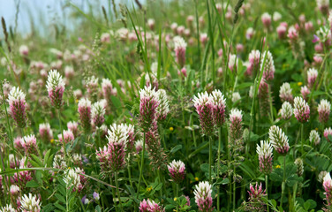 Incarnate clover flowers , Italy