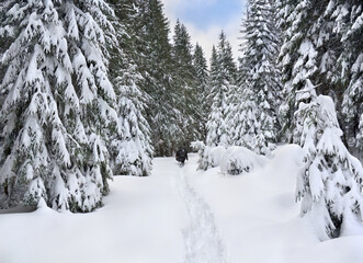 Male travelers go on the footpath in spruce forest in snow. Winter landscape with of fir tree forest in snow