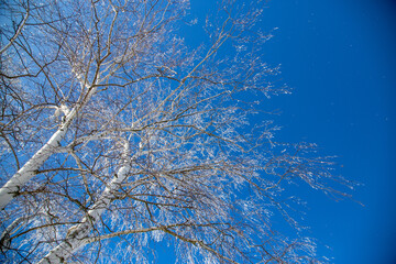 A tree with snowy branches against a blue sky