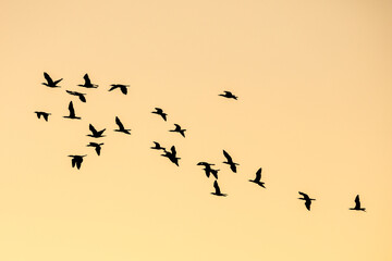 Morning scene of silhouetted flying water birds with golden sunrise sky.