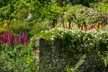 Stunning red  and yellow lupins in a mixed herbaceous border, photographed in a mature English cottage garden near Lewes in East Sussex UK. 