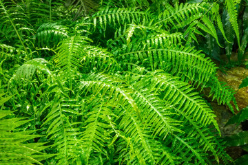 A dense forest fern bush in a humid tropical park.