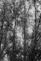 Black and White Trees